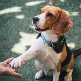 a dog shaking a human hand